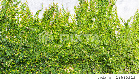 Green creeper on cement wall 18625313