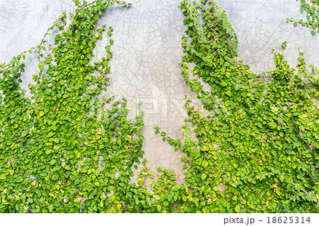 Green creeper on cement wall Green creeper on cement wall 18625314