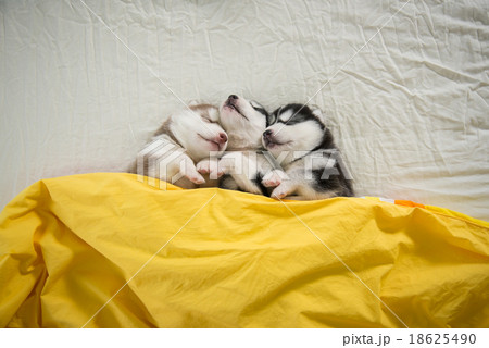 Cute siberian husky puppies sleeping Cute siberian husky puppies sleeping 18625490