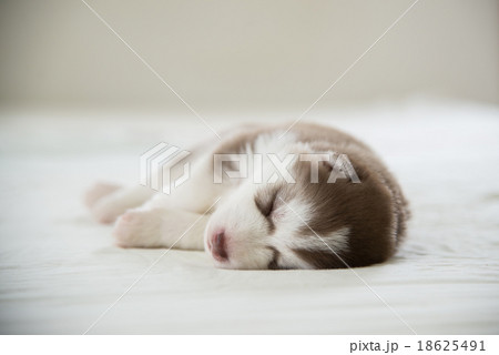 Cute siberian husky puppy sleeping Cute siberian husky puppy sleeping 18625491