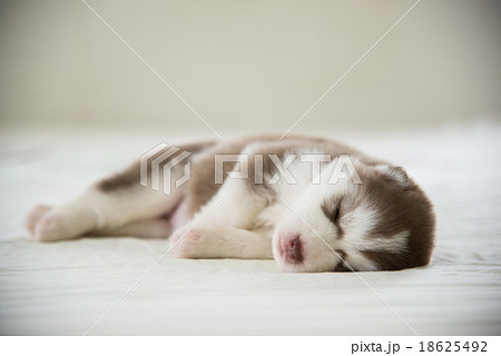 Cute siberian husky puppy sleeping Cute siberian husky puppy sleeping 18625492