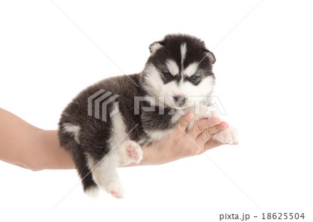 Hand holding siberian husky puppy 18625504