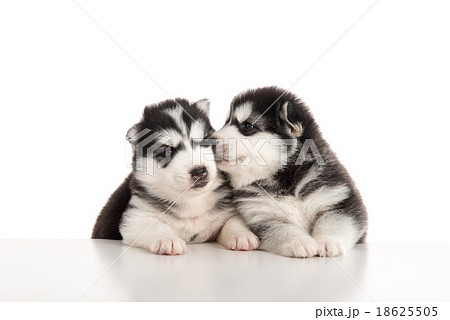 Two siberian husky puppies kissing Two siberian husky puppies kissing 18625505