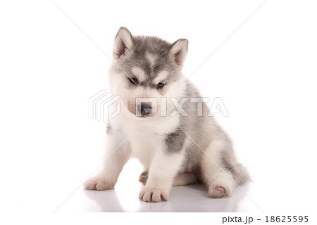 Handicapped Siberian husky puppy 18625595
