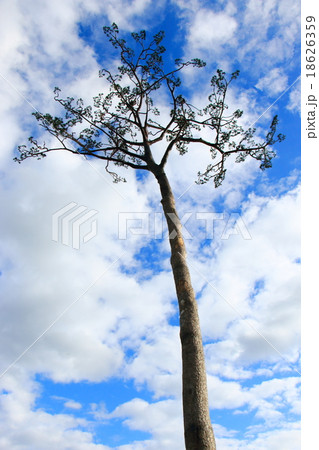 奇跡の一本松 <岩手県陸前高田> 奇跡の一本松 <岩手県陸前高田> 18626359