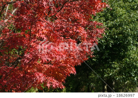 紅葉 紅葉 18626997