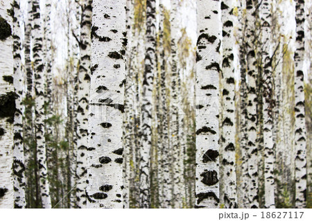 Birch trunks 18627117