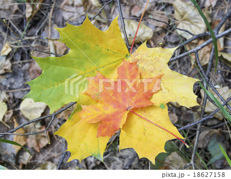 Two autumn maple leaves 18627158