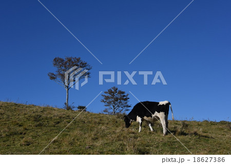 草を食べるホルスタイン牛 18627386