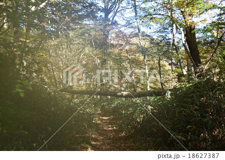 霧に包まれた大野ヶ原のブナ原生林 18627387