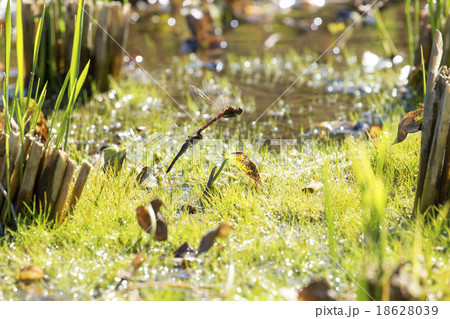 アキアカネの産卵 アキアカネの産卵 18628039