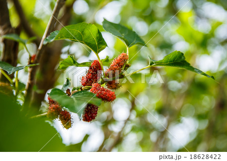 Fresh mulberry on tree Fresh mulberry on tree 18628422