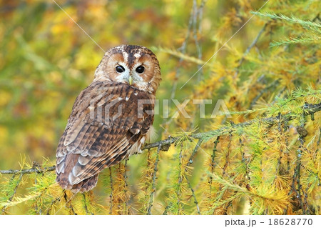 Tawny owl on larch tree 18628770