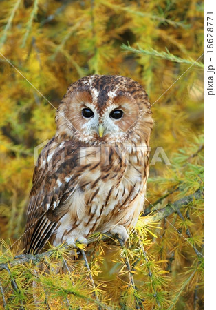 Tawny owl on larch 18628771
