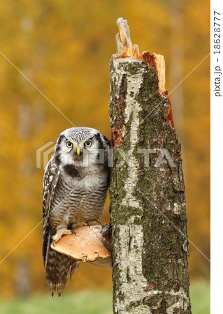 Owl on polypore 18628777
