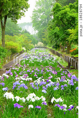 神奈川県立フラワーセンター大船植物園の花菖蒲 6月 神奈川県鎌倉市の写真素材