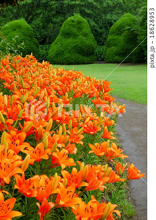 神奈川県立フラワーセンター大船植物園の百合 6月 神奈川県鎌倉市の写真素材