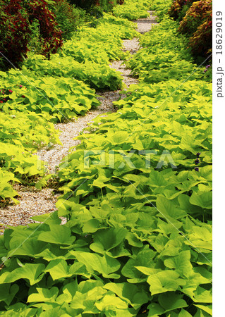 イポメア 18629019