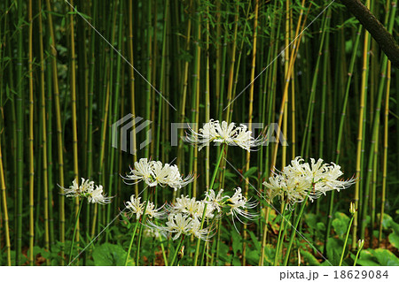 彼岸花 彼岸花 18629084