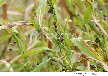 数珠玉の草 数珠玉の草 18629678