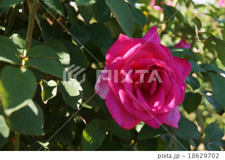 赤色いバラ（神奈川県立花菜ガーデン） 18629702