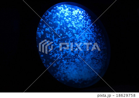 クラゲのクラネタリウム鶴岡市立賀茂水族館 クラゲのクラネタリウム鶴岡市立賀茂水族館 18629758