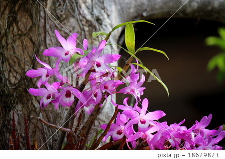 セッコク 18629823