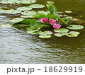 スイレン 18629919
