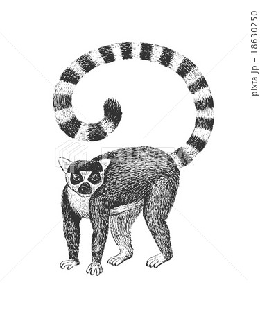 Lemur Engraving Illustration 18630250
