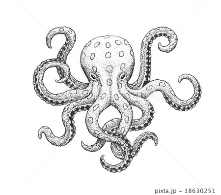 Octopus Engraving Illustration 18630251
