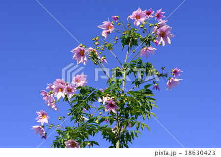 秋の青空とコダチダリア1 18630423