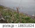 草 18631024