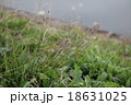 草 18631025