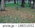 落葉 18631032