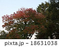 紅葉 18631038