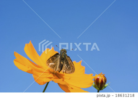 秋の空とキバナコスモスとイチモンジセセリ 秋の空とキバナコスモスとイチモンジセセリ 18631218