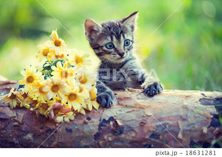Cute little kitten on wooden snag 18631281