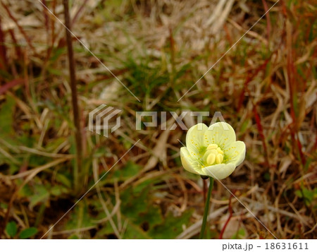 ウメバチソウ 18631611