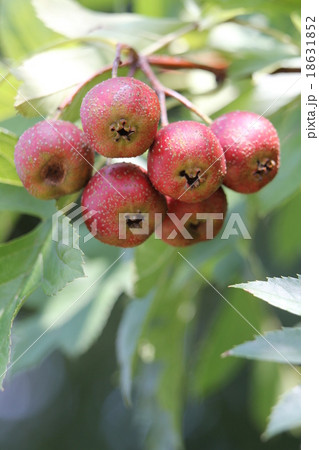 オオミサンザシ 18631852