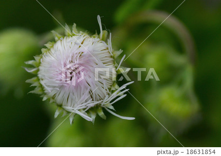 つぼみ 18631854