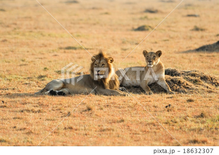 Lion and lioness in Kenya Lion and lioness in Kenya 18632307
