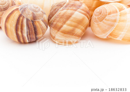 エスカルゴの殻 18632833