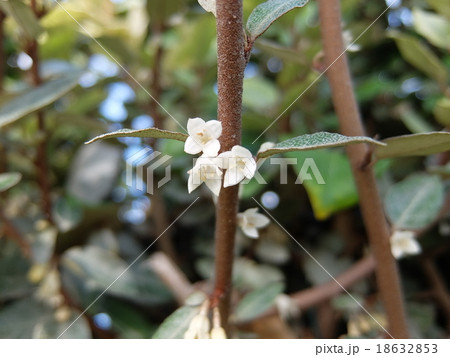 咲いた、シチリアの銀木犀!(その2) 咲いた、シチリアの銀木犀!(その2) 18632853