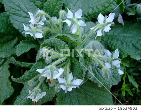 ボリジ　ホワイト　 18634903