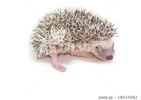baby pygmy hedgehog , isolate baby pygmy hedgehog , isolate 18635082