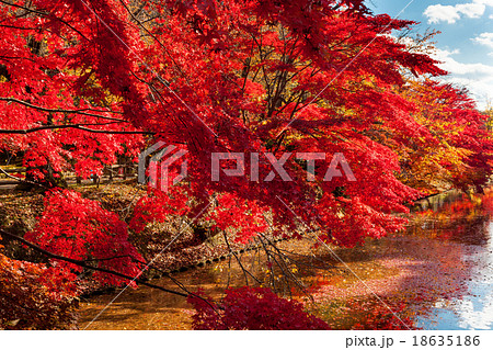 弘前公園の紅葉 18635186