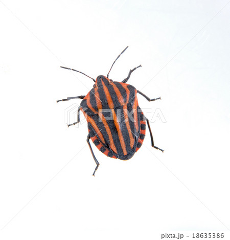 Red black striped shield bug on a white background 18635386