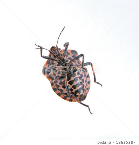 Red black striped shield bug on a white background 18635387