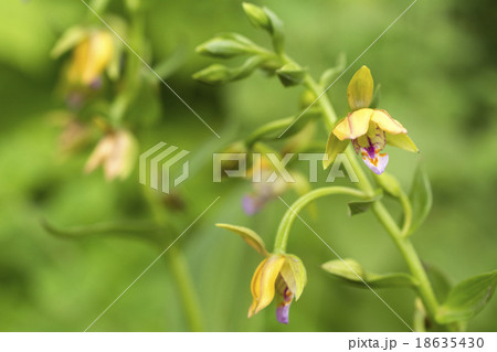 カキランの花 18635430