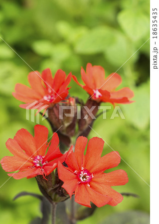 マツモトセンノウの花 18635435
